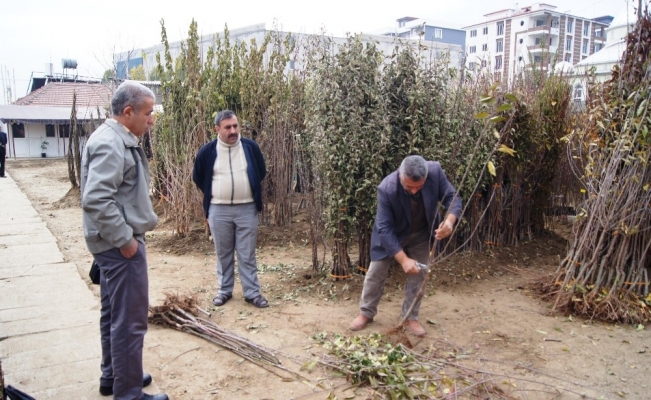 Kayısıda fiyatlar yükseldi, fidan satışları arttı