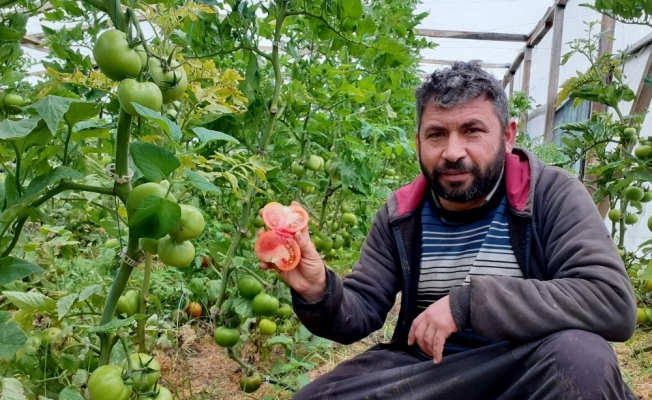 Kendi imkanıyla kurduğu serada organik domates yetiştiriyor