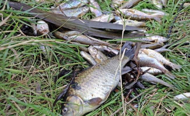 Köpüren ve kötü kokan derede binlerce balık telef oldu, martılar ölü balıklara üşüştü