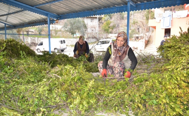 Köylünün yeni geçim kaynağı yaban mersini yağı