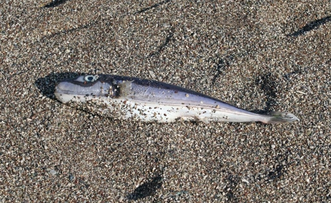 Olta balıkçılarının avlayıp denize attığı ölü balon balıkları fırtına sonrası sahile vurdu