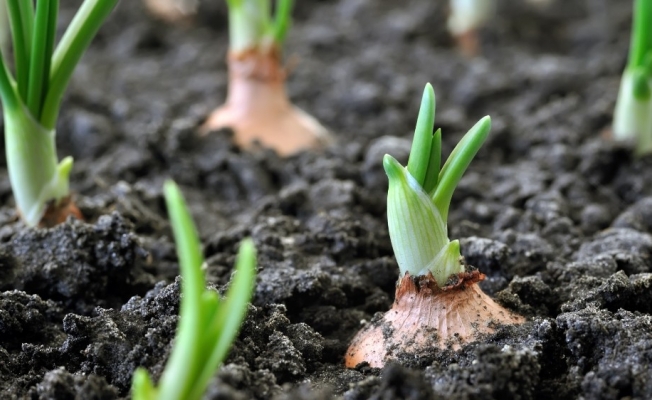 Organik tarım yüzde 46 arttı