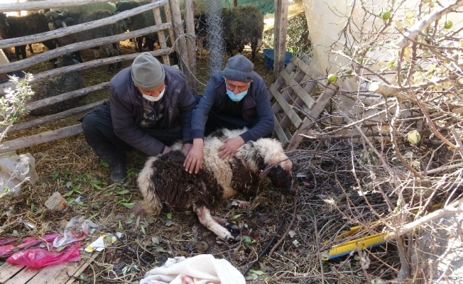 Pitbull cinsi köpekler ağılda adeta katliam yaptı: 6 koyun telef oldu
