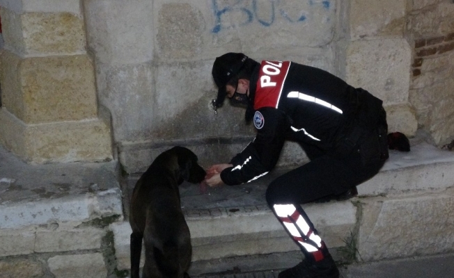 Polis ekipleri, eksi 10 derecede sokak hayvanlarını unutmadı