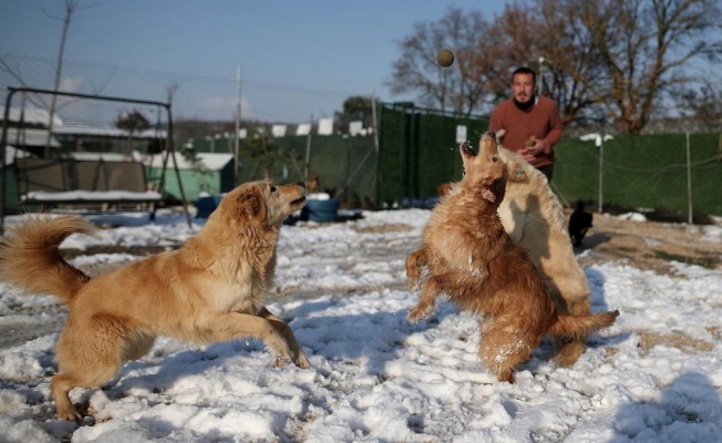 Sahipleri tarafından terk edilen köpeklerin karda oynaması tebessüm ettirdi