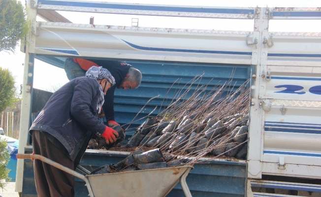 Şanlıurfa’da yeni yılda fıstık fidanı satışları iki katına çıktı