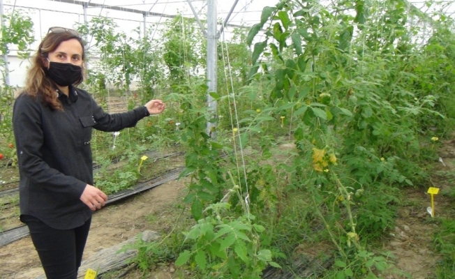 Seralarda tarımın geliştirilmesi için ıslah çalışmaları