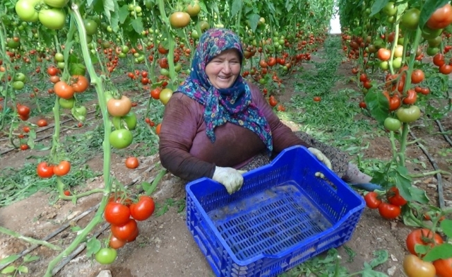 Tarla ile market arasındaki fiyat farkı üreticiyi çileden çıkardı