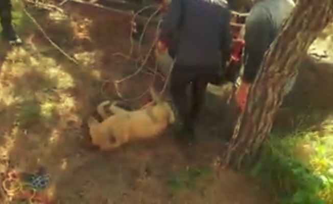 10 metrelik kuyuya düşen köpeği itfaiye ekipleri kurtardı