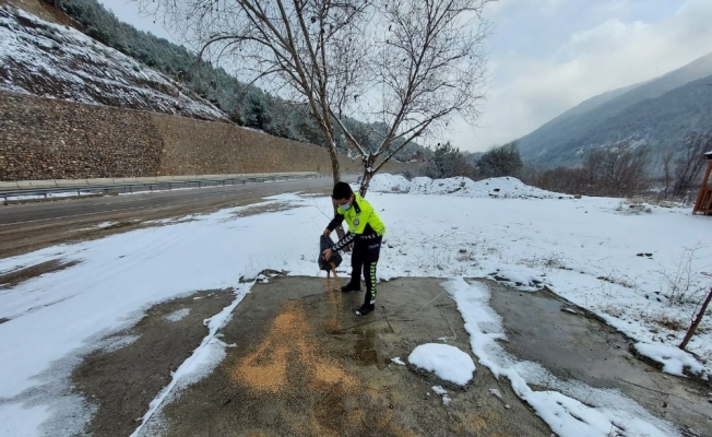 Amasya’da polisler, yaban hayvanları için doğaya yem ve ekmek bıraktı