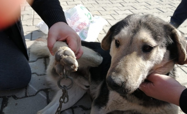 Ayağına zincir batan köpeği veteriner kurtardı
