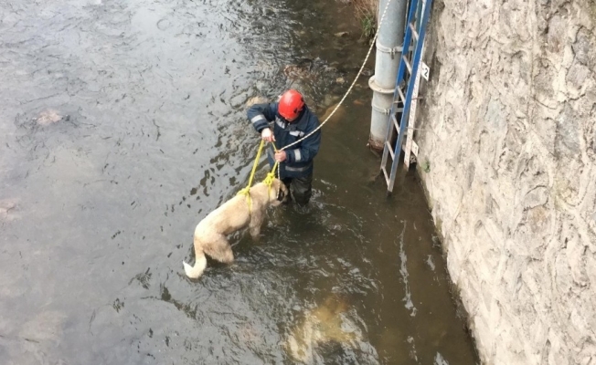 Buz gibi suda mahsur kalan çoban köpeğini itfaiye ekipleri kurtardı