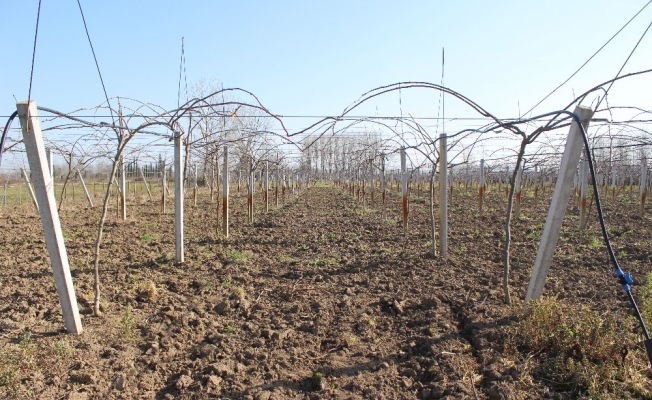 Çarşamba Ovası’nda kivi üretimi artıyor