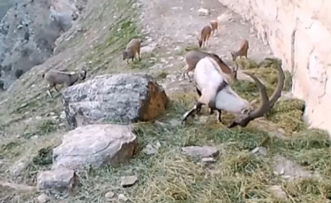 Doğaya bırakılan yemleri yiyen keçiler görüntülendi