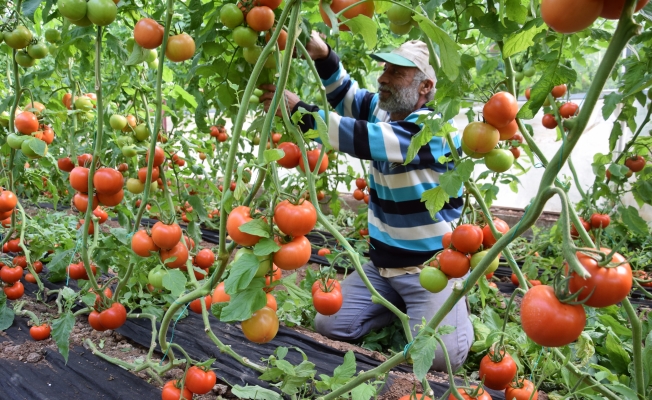 Domates fiyatında düşüş, meyvede rekor artış yaşanıyor