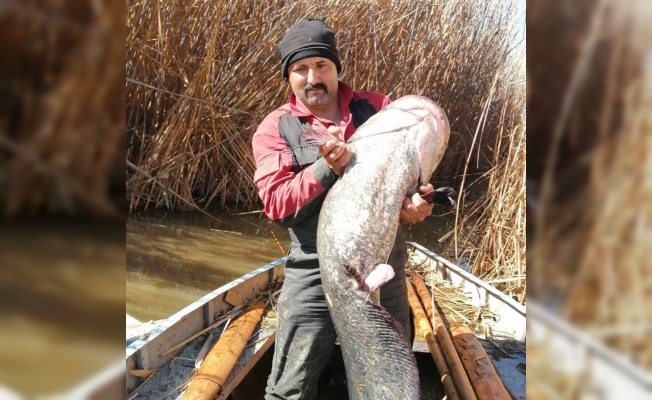 Gölde 35 kg'lık yayın balığı yakaladı