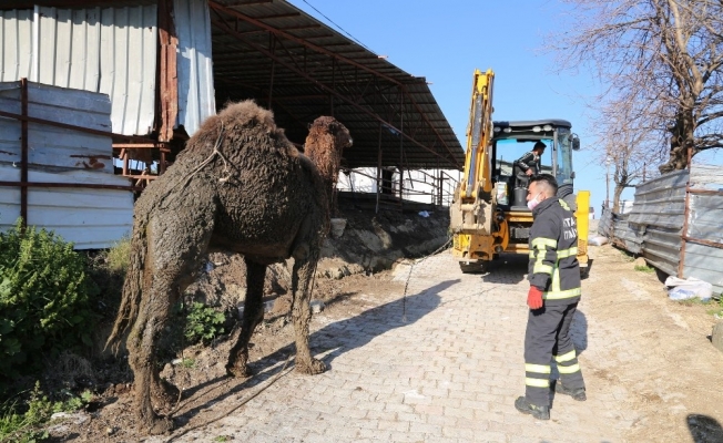 Hatay’da deve kurtarma operasyonu