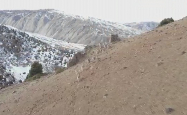 Hiç bu kadarı bir arada görüntülenmemişti