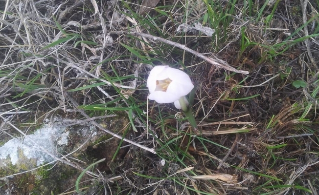 İltaş köyünde kardelen ve çiğdemler çiçek açtı