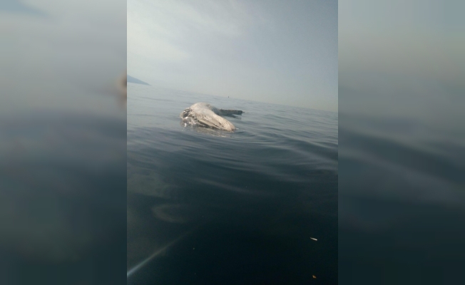 İskenderun körfezinde ölü balinaya rastlandı