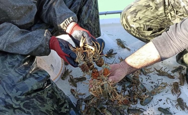 Isparta’da bir yılda 3 bin 423 ton alabalık, 783 ton kerevit ihraç etti