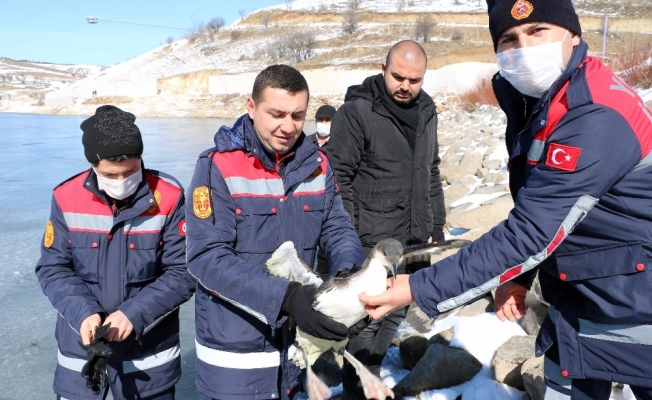 İtfaiye ekipleri buz tutan gölde donmak üzere olan kuşu kurtardı