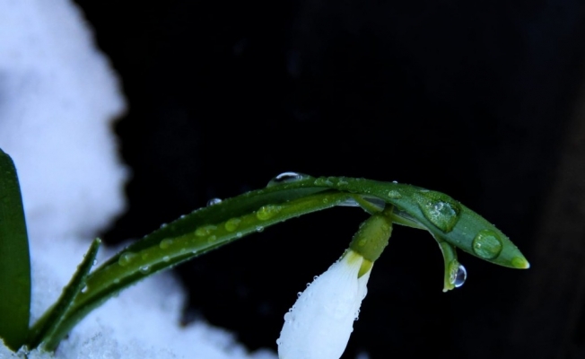 Kardelenler yüzünü gösterdi
