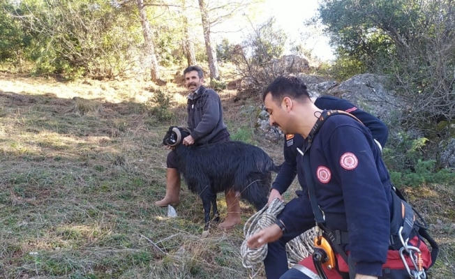 Kayalıklarda mahsur kalan keçi kurtarıldı