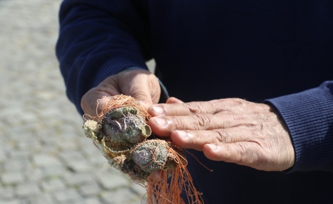 Kızıldeniz göçmeni midyeler, Akdeniz ekosistemini mahvediyor