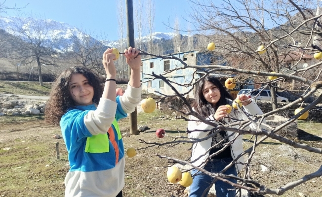 Kuşlar için ağaçlara elma astılar