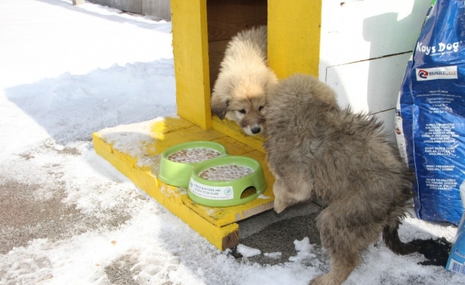 Malazgirt’te sokak hayvanları için barınma kulübeleri yapıldı