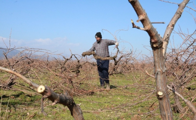 Meşhur Antep karası üzümünün budaması başladı