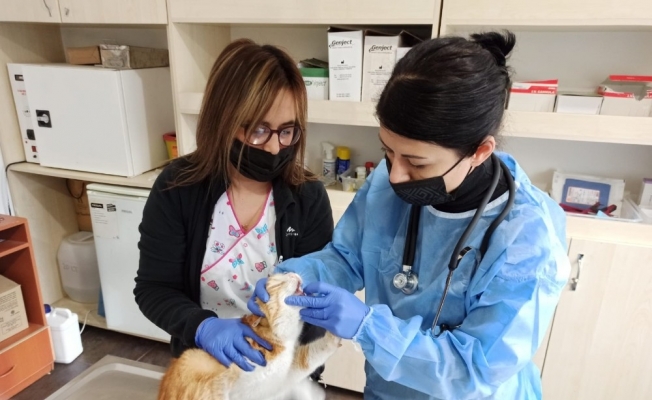 Mutasyona uğrayan kedi korona virüsünün ölüm oranı yüksek