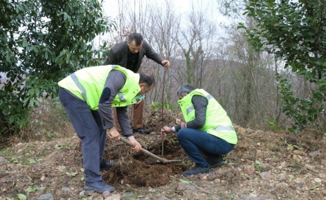 Ordu’da 1300 taflan ve ıhlamur fidanı toprakla buluştu
