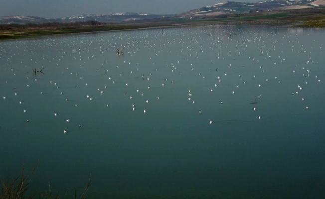 (ÖZEL) Sazlıdere gölüne binlerce martı akını