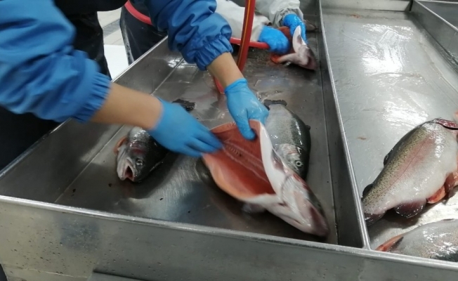 Rize’de üretilen Somon Balığı’nın ihracatı bu yıl yüzde 55 arttı