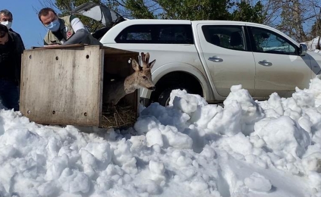 Sinop’ta yaralı karaca tedavi edilip doğaya salındı