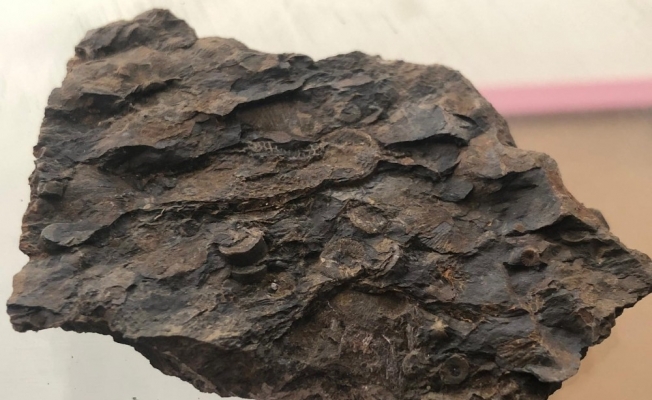 Şırnak dağlarında midye fosili bulundu