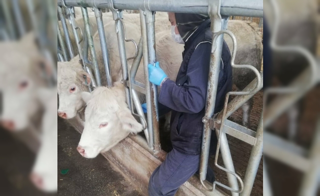 Tekirdağ’da hayvanlar tek tek kontrol altına alınıyor