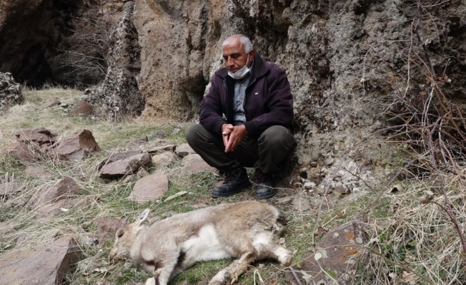 Tunceli’deki dağ keçisi ölümleri