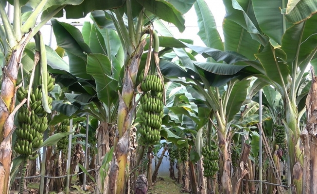  Alanya'da üreticiden 5 TL'ye alınan muz pazarda 10 TL'ye satılıyor