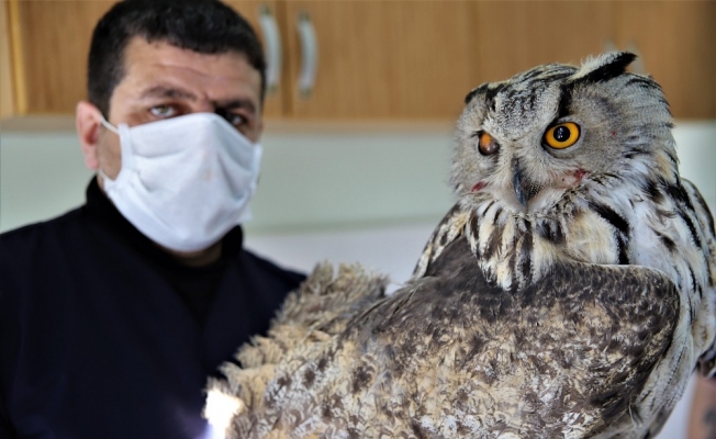 Vurulan kulaklı orman baykuşu bulundu, tedavi altına alındı