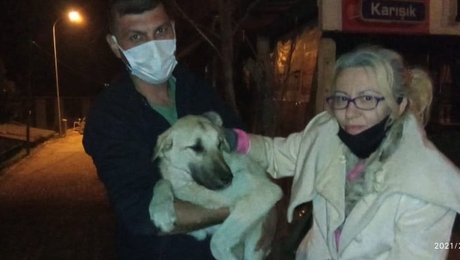 Yaralı köpekler özel izinle İstanbul’a tedavi için götürüldü