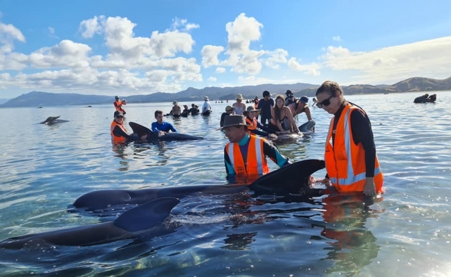 Yeni Zelanda’da 49 pilot balina karaya vurdu, 9’u öldü