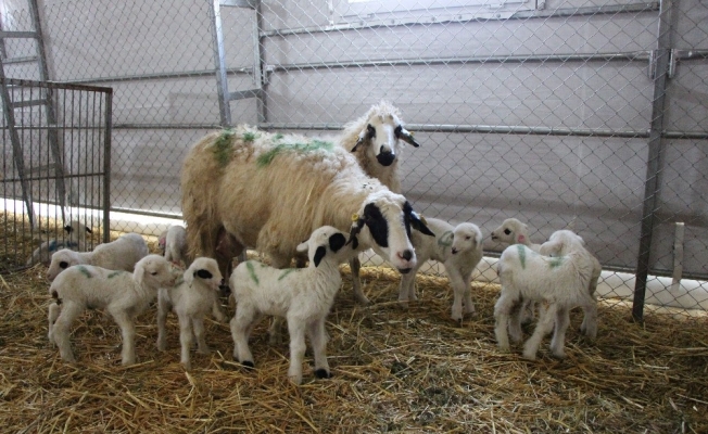 Yerli ve milli koyunlar dördüz yavruladı