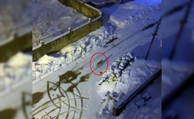 Yüksekova’da 6 gündür aranan kurt, boş sokakta gezerken görüntülendi