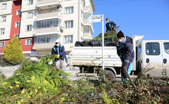 15 bin ton budama atığı gübre oldu