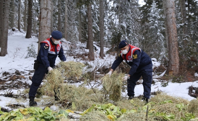 2000 rakımda yaban hayatı için doğaya yem bırakıldı