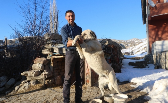 2 kangal sürüye yaklaşan ayıyı böyle kovaladı