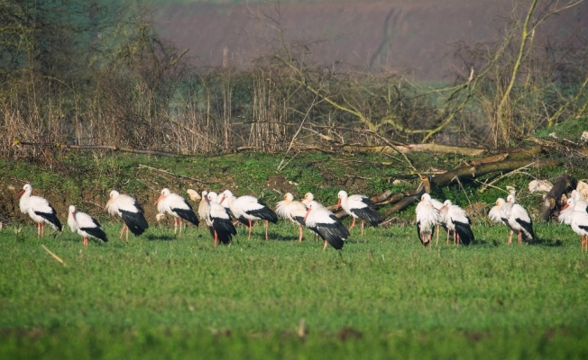 7 bin kilometre uçtu, 11 ülkeyi geçti